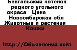 Бенгальский котенок редкого угольного окраса › Цена ­ 25 000 - Новосибирская обл. Животные и растения » Кошки   